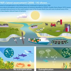 Eutrophication strategies causes impacts