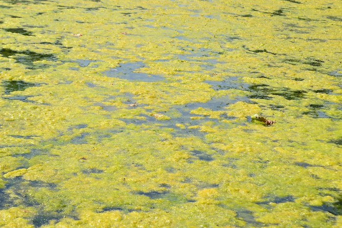 Eutrophication is the result of apex