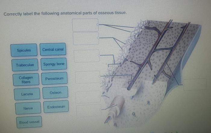 Membrane plasma