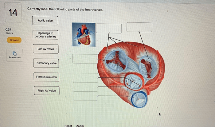 Correctly label the following parts of the heart valves